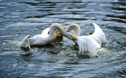 Swan Lake Park — a natural indicator of clean environment at Novolipetsk