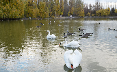 Swan Lake Park: a natural indicator of clean environment at Novolipetsk